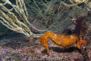 Strong current and cold water, but overall great dive in ... by Stuart Spechler 